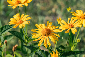 Close-up view of a vibrant, sunlit field filled with daisies in an ancient Central European village setting. a