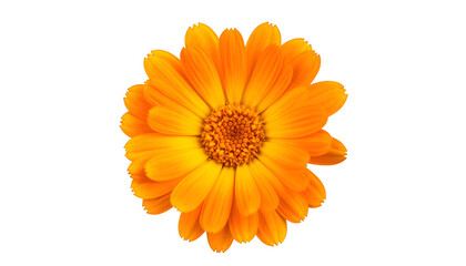 Close-up of a vibrant, orange-yellow flower with a dark background