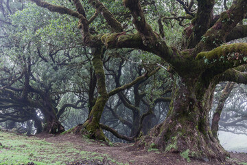 Ancient mossy laurel trees in the misty Fanal forest Madeira, thick twisted trunks and dense foliage form a cinematic composition of wild subtropical nature