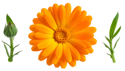 Vivid orange calendula flower and buds with green leaves, set against a transparent black background