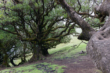 Close view of ancient laurel trees on a hillside in Madeira&rsquo;s Fanal forest, tangled branches and moist trunks reflect the humid subtropical atmosphere