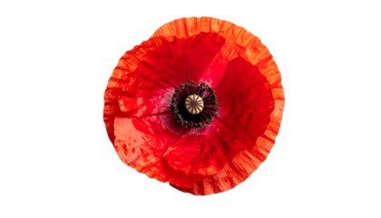 Close-up view of a vibrant red poppy flower, isolated on a black background, top-down