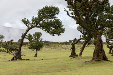 Open area of Fanal forest Madeira with ancient laurel trees, twisted trunks and mossy bark standing on green grass under cloudy sky