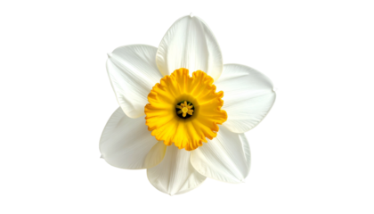 Close-up of a single daffodil flower, featuring white petals and a bright yellow center (2)