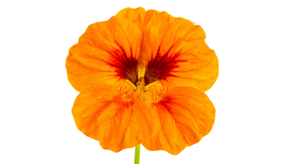 Vivid orange flower with a deep red center, isolated on a stark black background