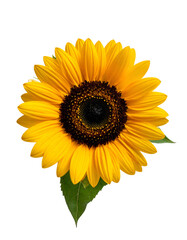 Obraz premium Vivid, isolated sunflower on a transparent background, showcasing bright yellow petals