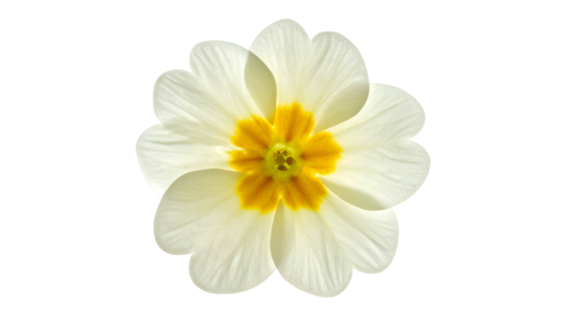 Close-up of a single primrose flower with white petals and a yellow, textured center