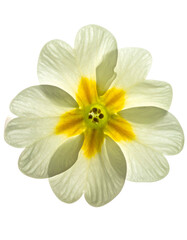 Top-down view of a fully bloomed, cream-colored flower with a bright yellow center