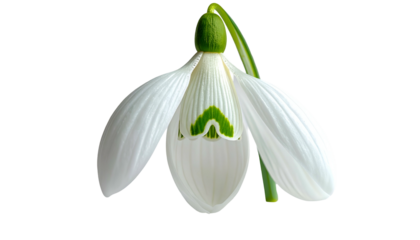 Close-up of a delicate white snowdrop flower with green markings against a stark black background