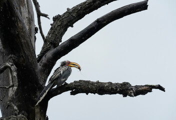 Southern yellow-billed hornbill eating a large insect, Kruger National Park 
