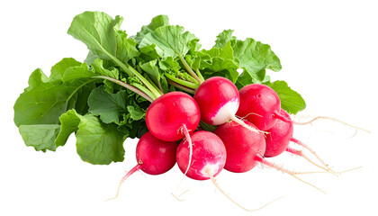 Close-up of a bunch of vibrant red radishes with green leaves on a transparent background