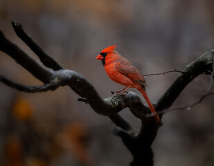 red cardinal on a branch with dark background