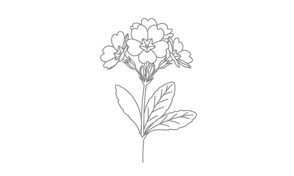 primrose flower cluster line art sketch