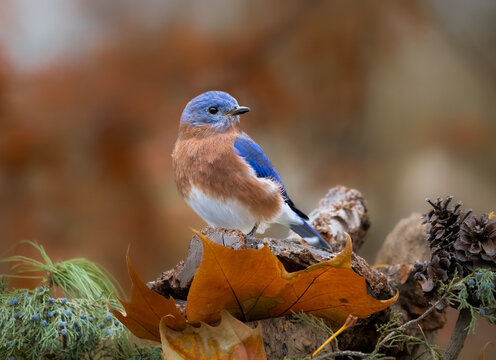 blue bird on a branch in autumn