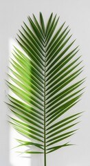 Tropical green palm leaf isolated on white background providing natural summer vacation vibes