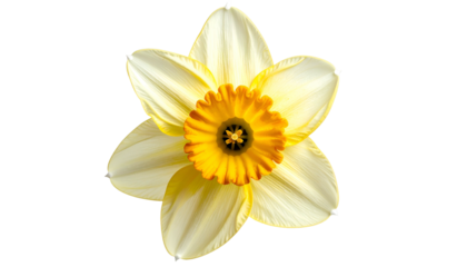 Close-up of a daffodil bloom, showing creamy white petals and an orange-yellow trumpet