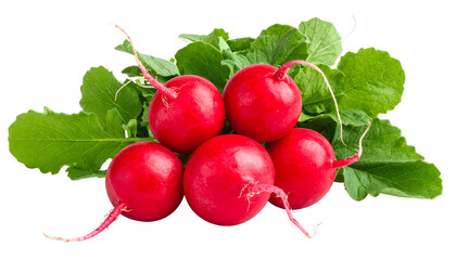 A vibrant close-up of five bright red radishes, surrounded by fresh green leafy greens