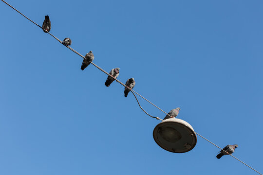 pigeons on the electrical wire under blue sky