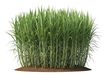 Lush green sugarcane crop growing upright in rich soil, isolated for agricultural, food, and bioenergy themes