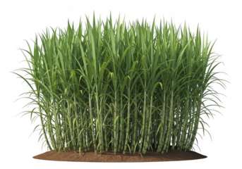 Lush green sugarcane crop growing upright in rich soil, isolated for agricultural, food, and bioenergy themes