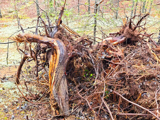Exposed tree roots reveal intricate patterns in a forest landscape after a storm in autumn time
