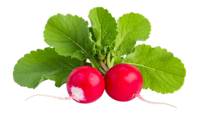 Close-up of two vibrant red root vegetables with leafy green tops against black backdrop