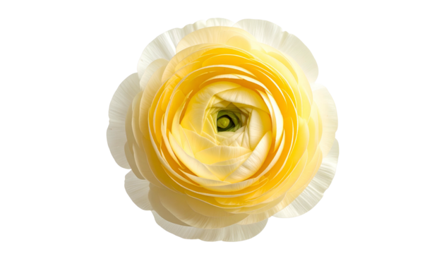 Overhead shot of a delicate, layered flower with white and yellow petals, isolated