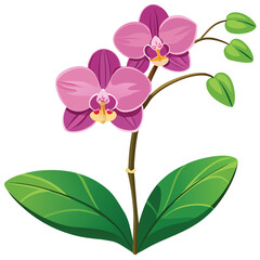 Beautiful pink orchid flowers for a white background composition