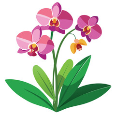 Beautiful pink orchid flower on white background