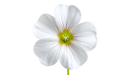 Close-up of a delicate white flower with five petals, green center, and thin pink veins