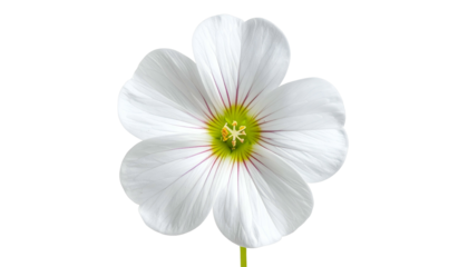 Close-up of a delicate white flower with five petals, green center, and thin pink veins