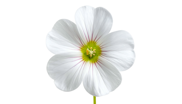 Close-up of a delicate white flower with five petals, green center, and thin pink veins