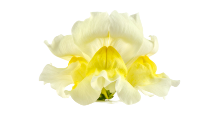Close-up of a delicate, creamy white and yellow flower against a black background