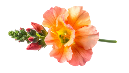 Close-up of a vibrant coral and yellow flower with buds and stem against a black background