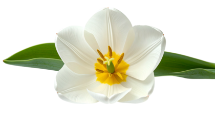 A close-up view of a pristine white tulip in full bloom, with its green leaves
