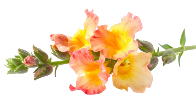 Close-up of delicate, colorful blossoms and buds on a green stem, isolated on black