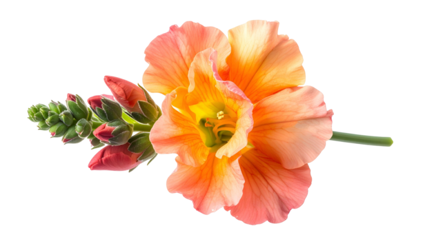 Close-up of a vibrant coral and yellow flower with buds and stem against a black background