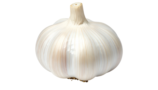 Whole bulb of garlic, white with a stem, isolated against a transparent background