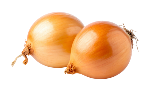 Two mature, spherical alliums, with dry, golden-brown skins, isolated on black background
