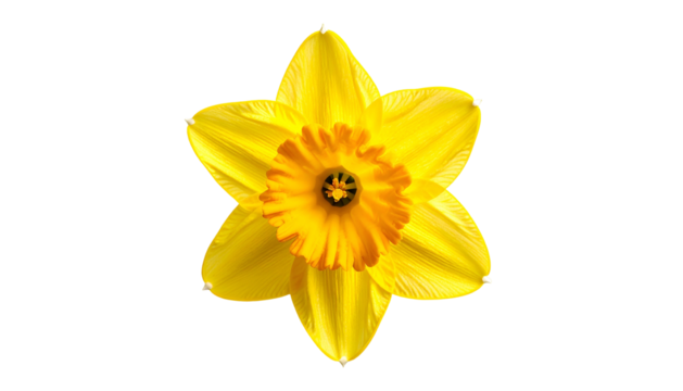 Close-up of a bright yellow daffodil flower with a detailed orange corona against black