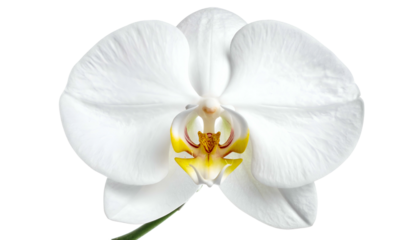 Close-up of a pure white orchid bloom with delicate petals and a vibrant yellow center
