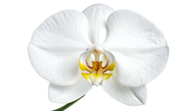 Close-up of a pure white orchid bloom with delicate petals and a vibrant yellow center - Powered by Adobe