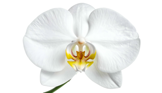 Close-up of a pure white orchid bloom with delicate petals and a vibrant yellow center