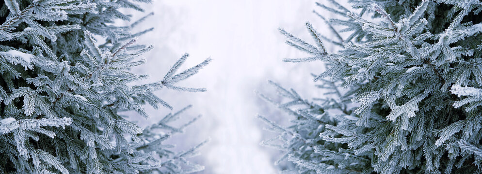 Beautiful winter background with snowy fir trees. Symbol of festive winter season, Christmas, New Year holidays. cold weather. rime covered needles fir tree branches. element for design. banner. - Powered by Adobe