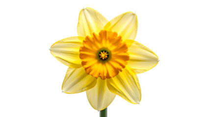 Close-up of a perfectly bloomed, vibrant yellow daffodil with a striking orange center