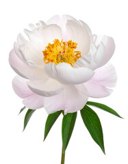 Close-up of a delicate white peony bloom, detailed petals, green leaves, on black background