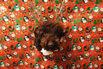 Dog wearing reindeer antlers on christmas wrapping paper
