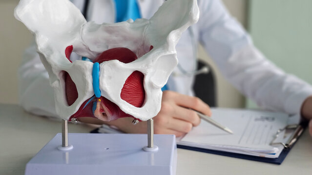 Detailed view of a pelvic model with a medical professional examining notes