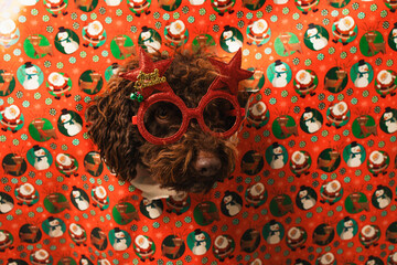 Dog posing wearing funny christmas star glasses
