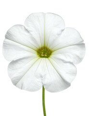 Fototapeta premium Isolated, pure white, five-petaled blossom against a black background